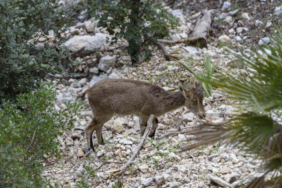 Muflón - Caminito del Rey - desfiladero de los Gaitanes - Málaga - Andalucía - España 1 .jpg